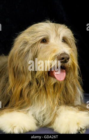 Bearded Collie Portrait Stock Photo - Alamy