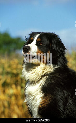 Portrait of Bernese Mountain Dog Stock Photo