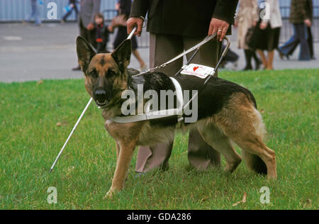 German Shepherd Dog, Guide Dog for Blind, walking with owner Stock Photo