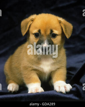 Pembroke Welsh Corgi puppy isolated white background Stock Photo - Alamy