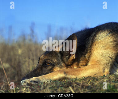 German Shepherd Dog Stock Photo