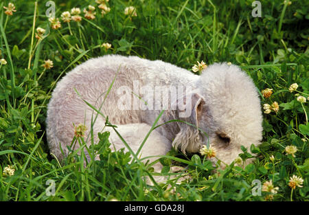 Bedlington Terrier Dog, Puppy sleeping in Grass Stock Photo