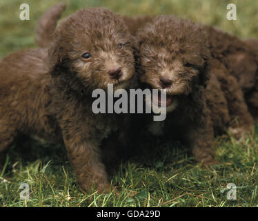 Bedlington Terrier, Pup on Grass Stock Photo