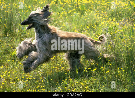 Afghan Hound,  Adult running through Flowers Stock Photo