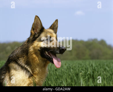 German Shepherd Dog, Portrait Stock Photo