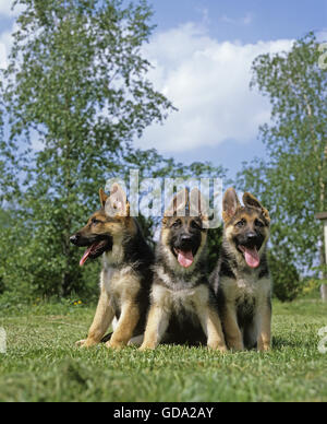German Shepherd Dog, Puppies Stock Photo