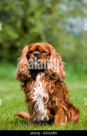 Cavalier King Charles Spaniel, ruby, vacuum cleaner Stock Photo - Alamy