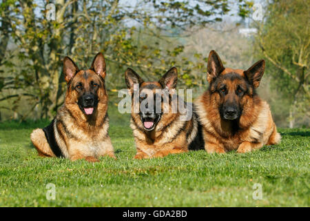 German Shepherd Dog, Adults laying on Grass Stock Photo