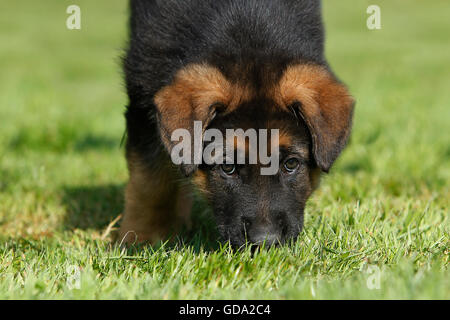 German Shepherd Dog, Pup standing on Grass Stock Photo