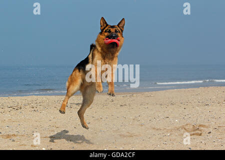 German Shepherd, Male catching frisbee, beach in Normandy Stock Photo