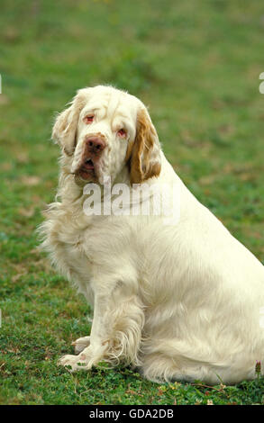 Clumber Spaniel Dog sitting on Grass Stock Photo