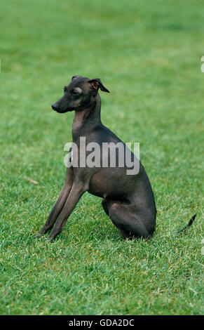 Italian Greyhound, Dog sitting on Lawn Stock Photo