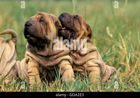 Shar Pei Dog, Pup sitting on Grass Stock Photo