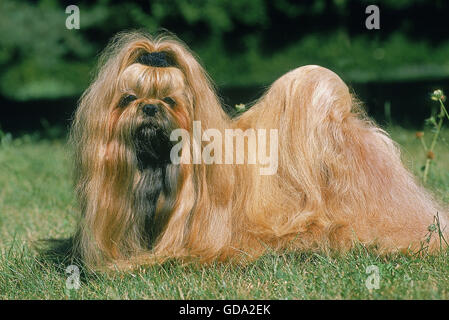 SHI TZU DOG, ADULT ON GRASS Stock Photo
