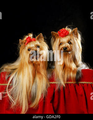 Yorkshire Terrier Dog Stock Photo