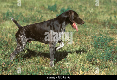German Short-Haired Pointer, Hunting Dog Stock Photo