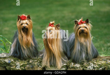 Yorkshire Terrier, Group on Rock Stock Photo