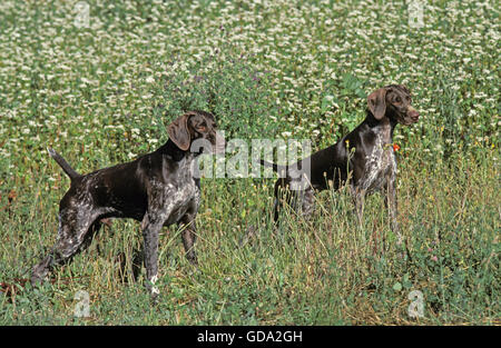 GERMAN SHORT-HAIRED POINTER, ADULTS IN LONG GRASS Stock Photo