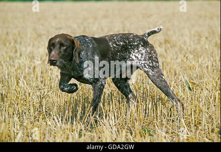 German Short-Haired Pointer Dog , Dog Pointing Stock Photo