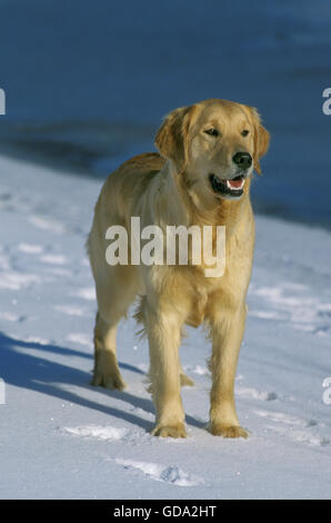 Golden Retriever, Adult on Snow Stock Photo