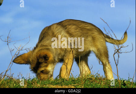 Picardy Shepherd Dog, Pup smelling Ground Stock Photo