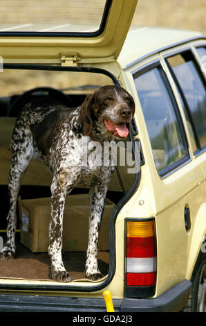German Short-Haired Pointer, Dog in  Car Boot Stock Photo