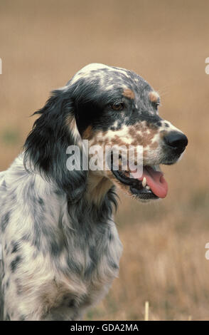 English Setter Dog, Portrait of Adult Stock Photo