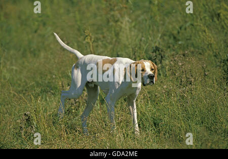 Male Pointer Dog in Field Stock Photo