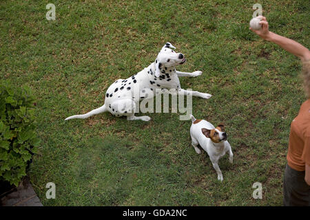 JACK RUSSELL TERRIER AND DALMATIAN, WOMAN PLAYING WITH DOGS IN GARDEN Stock Photo
