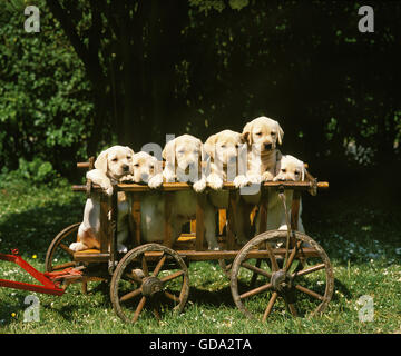 Yellow Labrador Retriever Dog, Pup in Cart Stock Photo