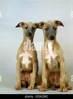 Whippet Dog, Pup sitting against White Background Stock Photo