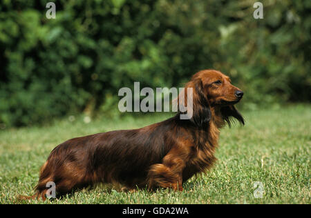 Long-Haired Dachshund, Adult on grass Stock Photo