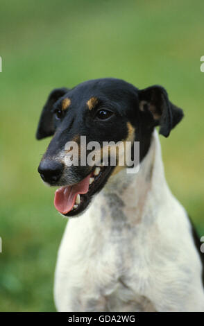 Smooth Fox Terrier, Portrait of Adult Stock Photo