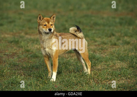 Shiba Inu Dog on Grass Stock Photo