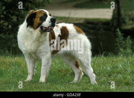 Saint Bernard Dog on Grass Stock Photo