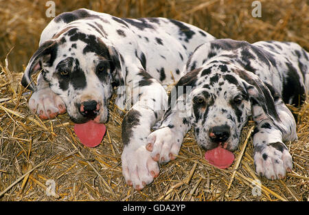 Great Dane or German Mastiff, Puppies laying on Straw Stock Photo