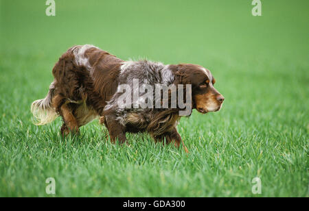 Picardy Spaniel dog Pointing Stock Photo