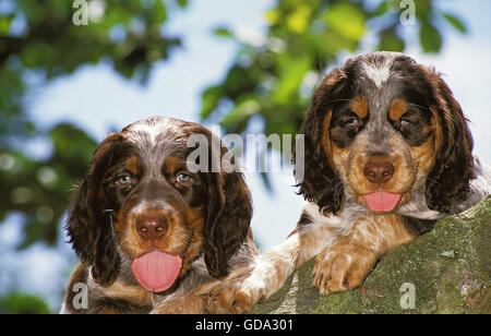 Picardy Spaniel Puppies Stock Photo