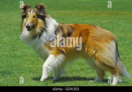 Collie Dog on Lawn Stock Photo