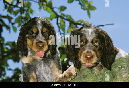 Picardy Spaniel, Pup on Branch Stock Photo
