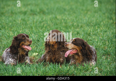 PICARDY SPANIEL, DOGS LAYING DOWN ON GRASS Stock Photo