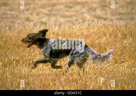 PICARDY SPANIEL, DOG RUNNING THROUGH WHEAT FIELD Stock Photo