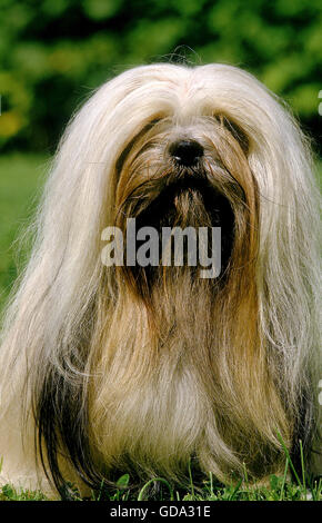 LHASSA APSO OR LHASA APSO DOG, ADULT SITTING ON GRASS Stock Photo