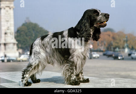 English Cocker Spaniel, Adult, Paris Street Scene Stock Photo