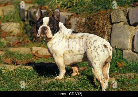 French Bulldog, Male on Grass Stock Photo