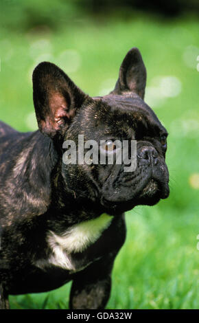 French Bulldog, Portrait of Dog Stock Photo