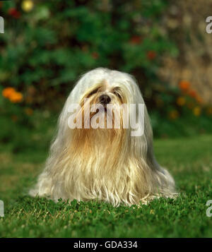 Lhassa Apso or Lhasa Apso, Dog sitting on Lawn Stock Photo