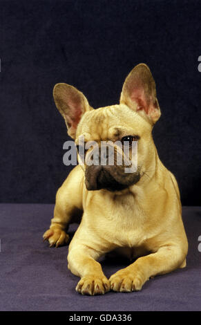 French Bulldog, Dog laying Stock Photo
