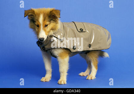 Collie Dog, Pup with Coat against Blue Background Stock Photo