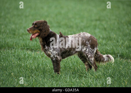 Picardy Spaniel Dog Stock Photo